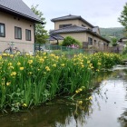 黄菖蒲が咲く水掘