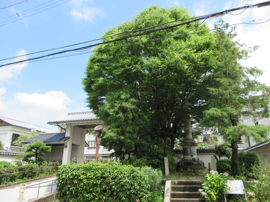 [芝村陣屋] 城びと