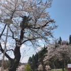 東西登城口間の桜