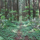 ２郭より物見へ延びる南北の尾根曲輪道