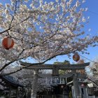 妙見神社の桜