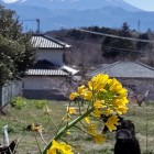 ⑩	新府駅前から菜の花越しに見た富士山