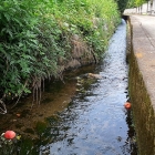 桃畑周辺の水路には、どんぶらこ、どんぶらこ、と桃が流れておりました。