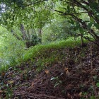 登城路脇の藪の向こう