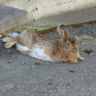 くつろぐウサギ