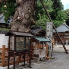 2番札所の極楽寺にある空海お手植えとの杉