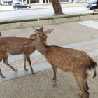 ⑤奈良公園の鹿