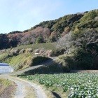 城址遠景