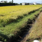 八神城跡南の用水側と田圃