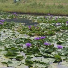 ミツバチの花畑だそう