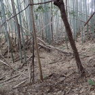 ④八坂神社西側の土塁と堀