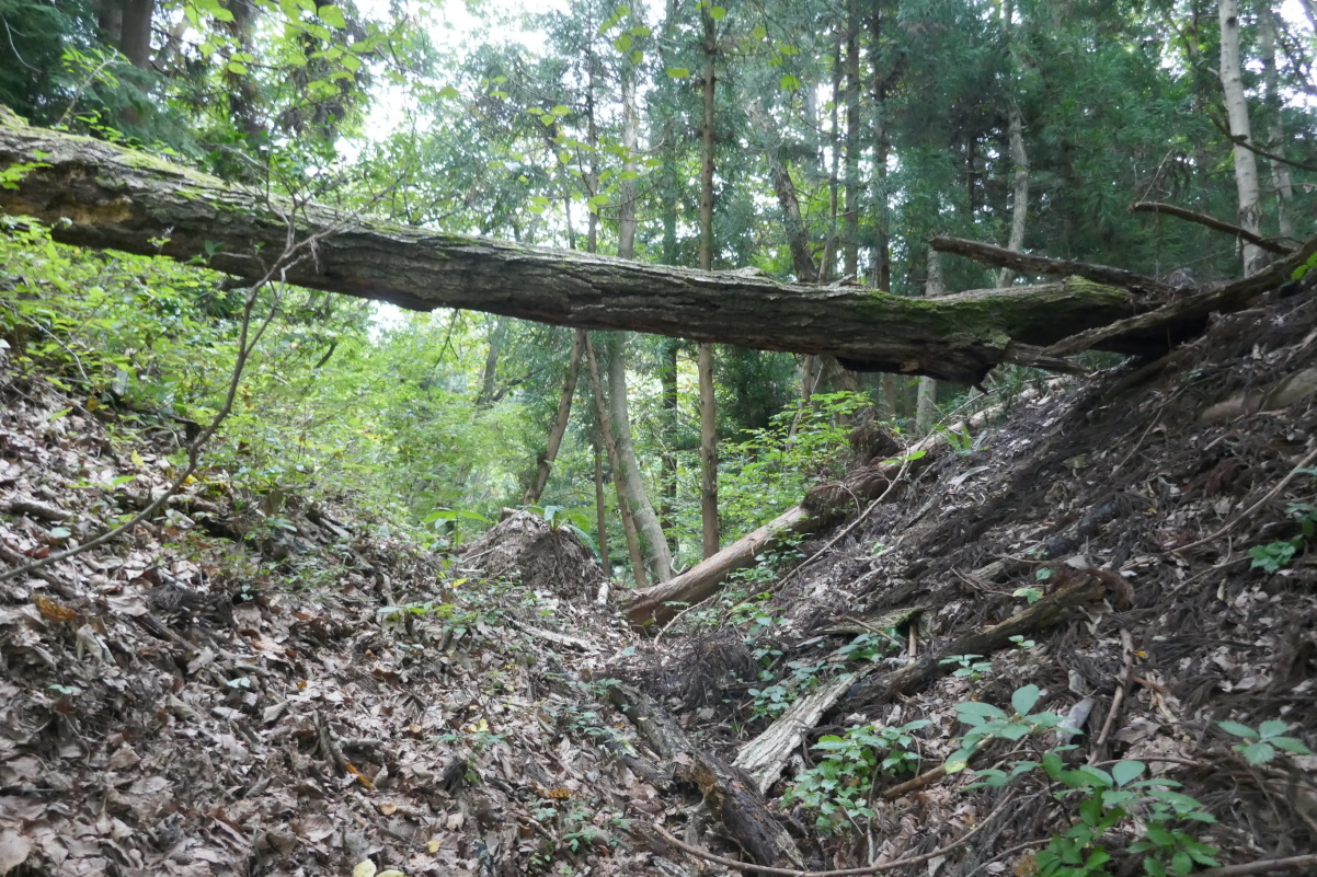 北東の堀切