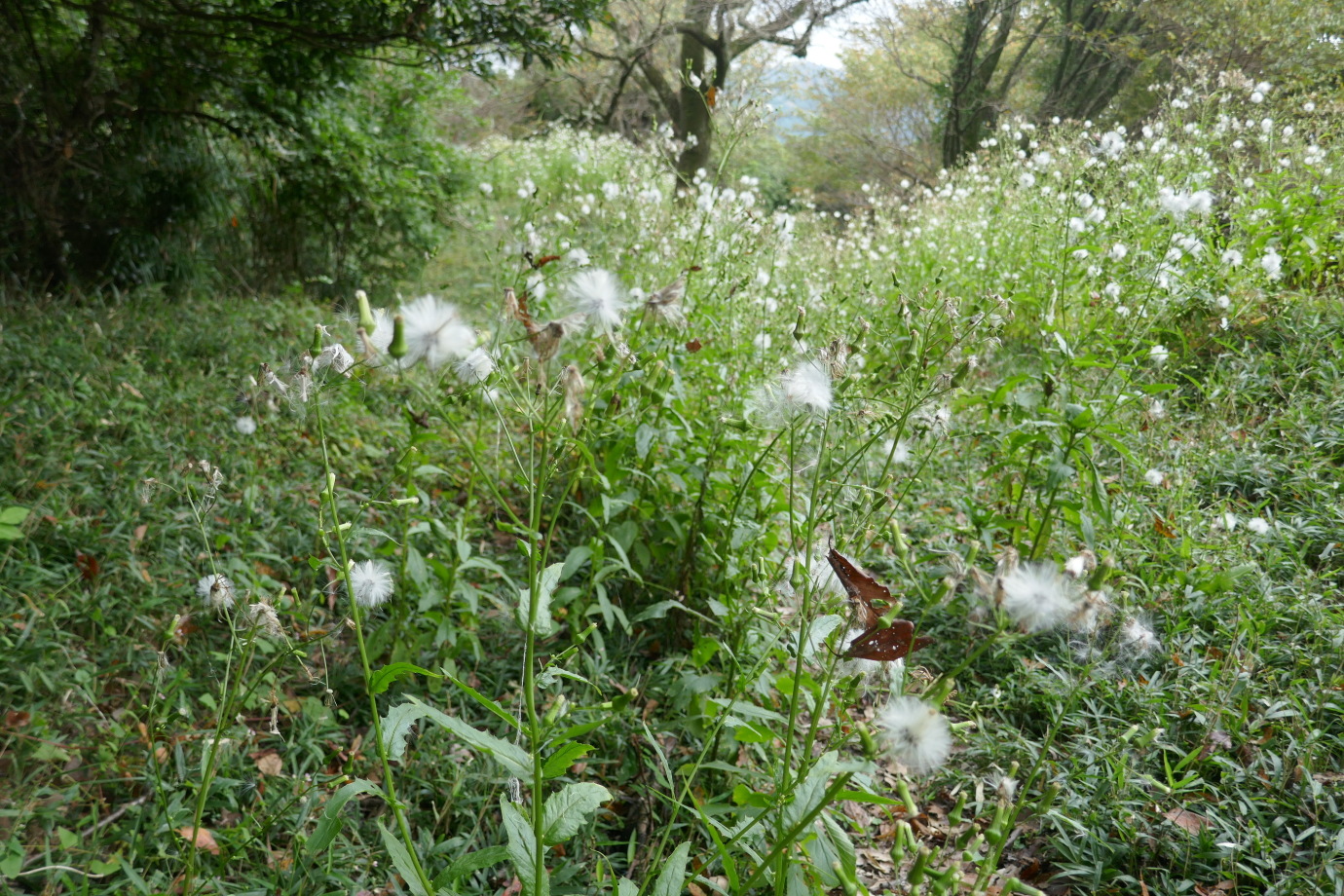 椎の木城　たんぽぽの綿毛がいっぱい