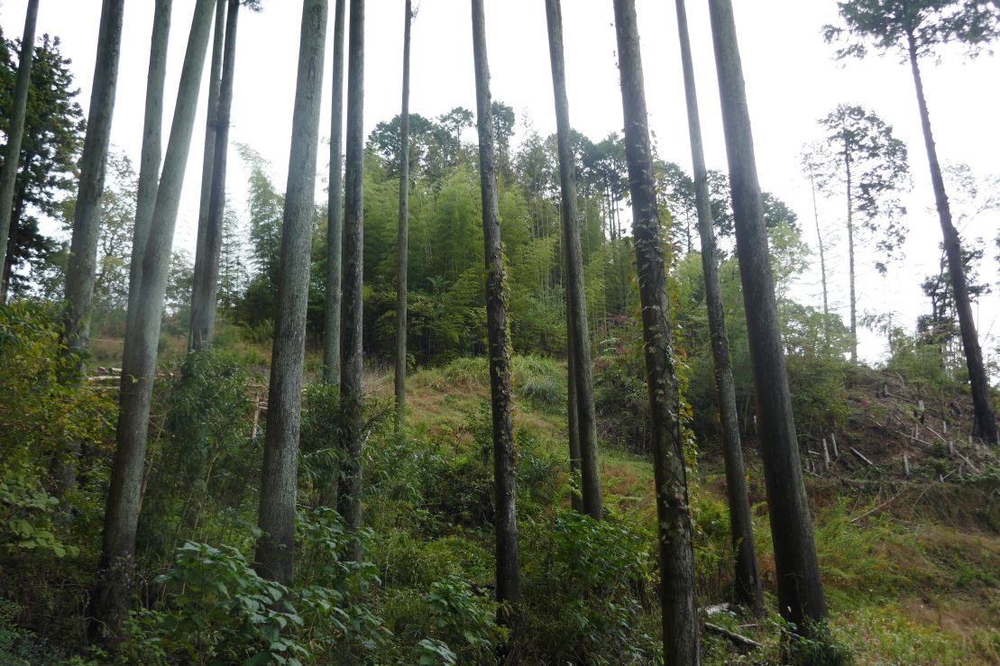 城址遠景