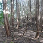 主郭東側の櫓台　土橋