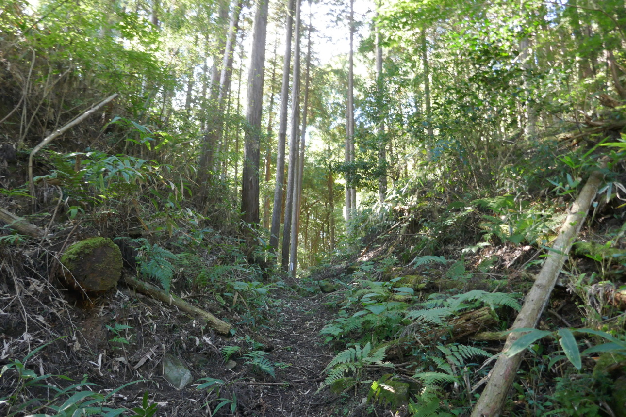 主郭東の堀切