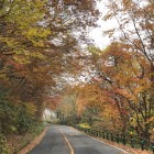 伯耆大山鍵掛峠のブナの紅葉トンネル