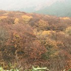 伯耆大山鍵掛峠の紅葉ブナのジュータン