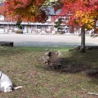 ⑦	秋月中学校（旧藩主館跡）となぜかそこにいた犬