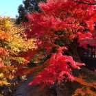 ⑤	博物館横の茶屋と紅葉