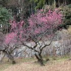 日本庭園の紅梅が咲いていました