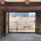 鉄門と桜