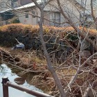 大手門脇の石垣と水堀(アオサギさんが飛び立つ様子がたまたま撮れました。)
