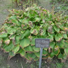 庭園　薬草