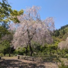 まだ桜があった