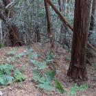 北城・主郭部南西面の畝状空堀群（上から）