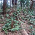 北城・主郭南下の腰曲輪南西辺の土塁