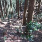 東尾根の堀切から落ちる竪堀