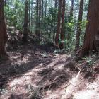 東尾根の堀切