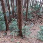 北城・尾根北西端の堀切。両端は竪堀となって落ちる