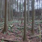 北城・西の大手の丸