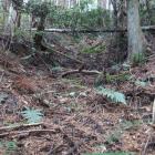 北城・主郭部西面の竪堀