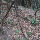 北城・五人衆郭北端の塹壕状の溝。石積も見られる