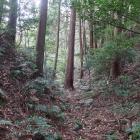 北城・主郭部と北東尾根間の大堀切。石材が散乱する