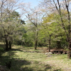 西曲輪の桜