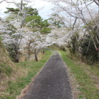 中の城と本丸金寿城間の土橋と桜