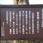 相良城二の丸松のパネル