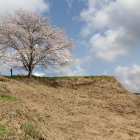 東の丸と桜