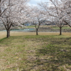 南の丸東端と桜