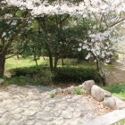 西の丸西階段と桜