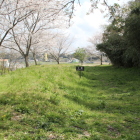 北大土塁と横堀・桜を東方向へ