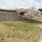 本丸東虎口スロープの桜