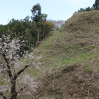 東尾根曲輪切岸法面を望む