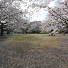 本郭内部と満開の桜