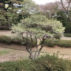 主郭のドウダンツツジ