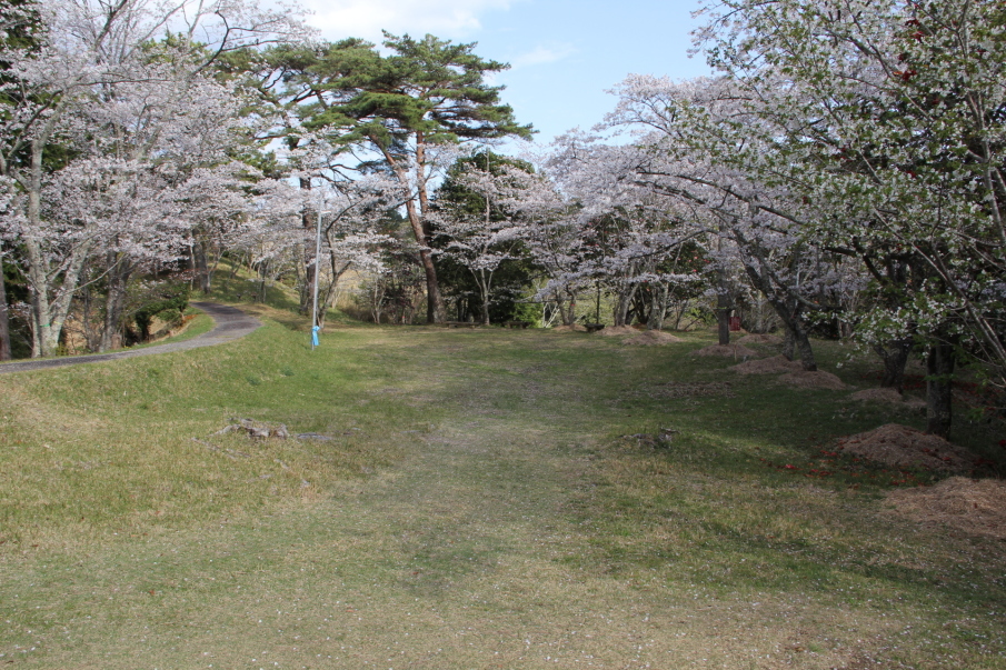 登って千畳敷の桜